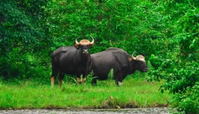 পর্যটকদের আকর্ষণ করছে জল্দাপাড়ার গন্ডার