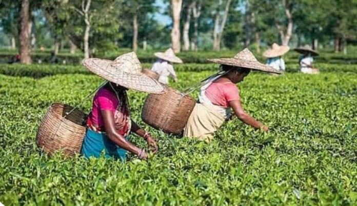 পুরনো ফর্মে দার্জিলিং চা