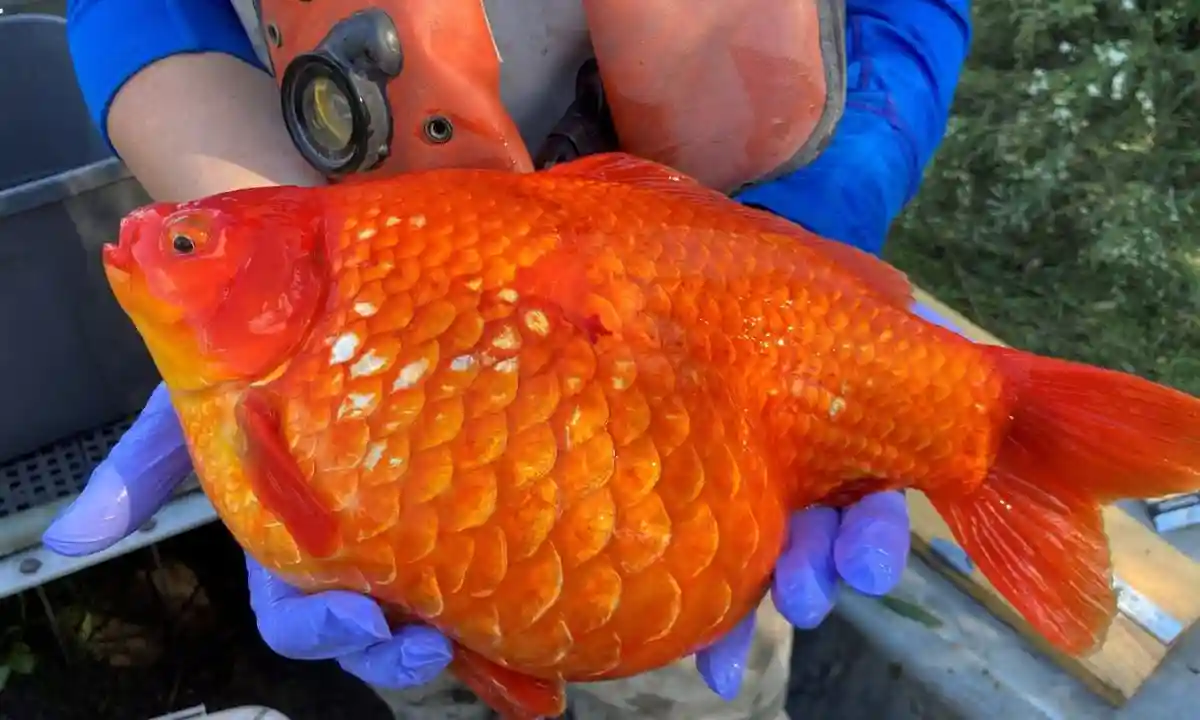 গোল্ড ফিশ