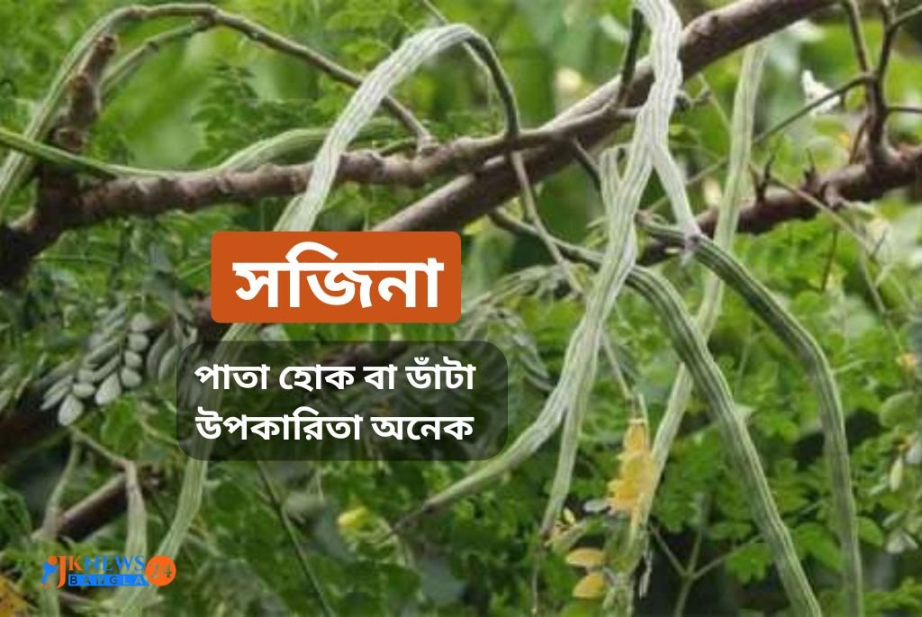 Drumstick Benefits সজনে পাতা খাওয়ার উপকারিতা, নিয়ন্ত্রণে থাকবে সুগার