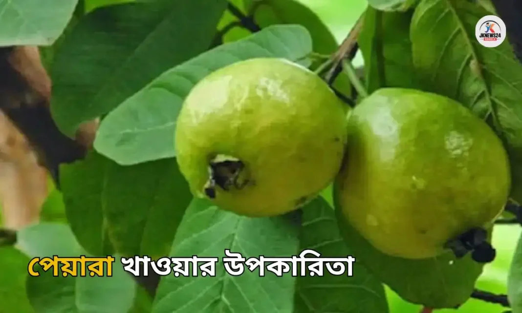 পেয়ারা খাওয়ার উপকারিতা